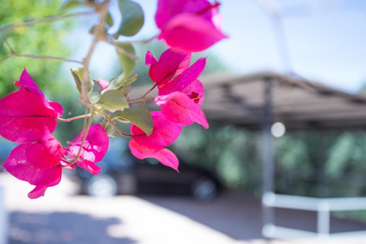 Evropouloi Olive Tree Houseヴィラ エクステリア 写真