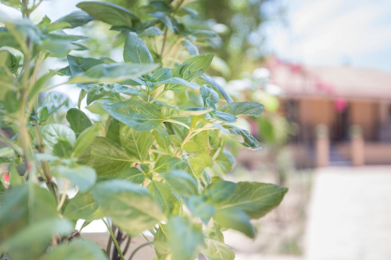 Evropouloi Olive Tree Houseヴィラ エクステリア 写真